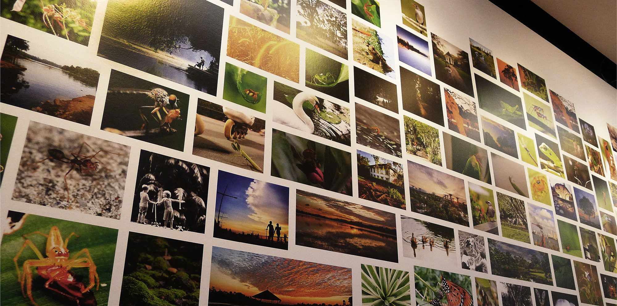 SINGAPORE BOTANIC GARDENS + CDL GALLERY